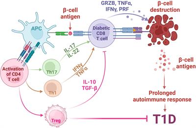 PPARs at the crossroads of T cell differentiation and type 1 diabetes